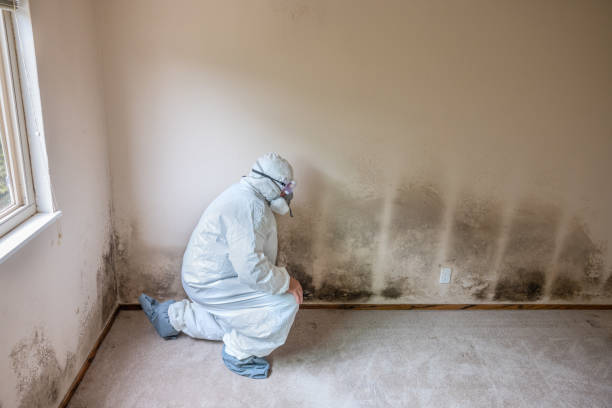 Certified Mold Removal in South Beloit, IL