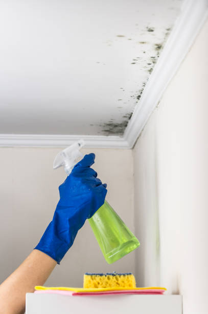 Best Emergency Mold Removal  in South Beloit, IL